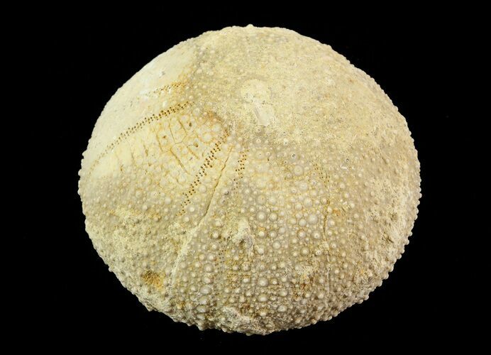 Psephechinus Fossil Echinoid (Sea Urchin) - Morocco #69870